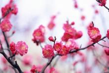 blossom